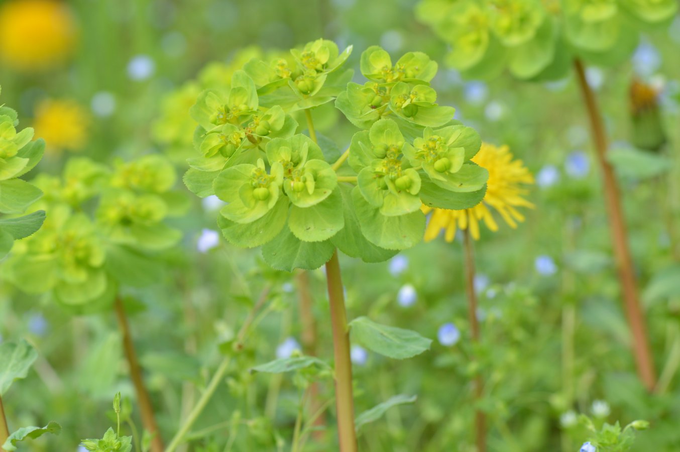 Euphorbia helioscopia